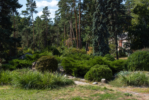 Bushes and trees on green grass in summer park - Photo, Image