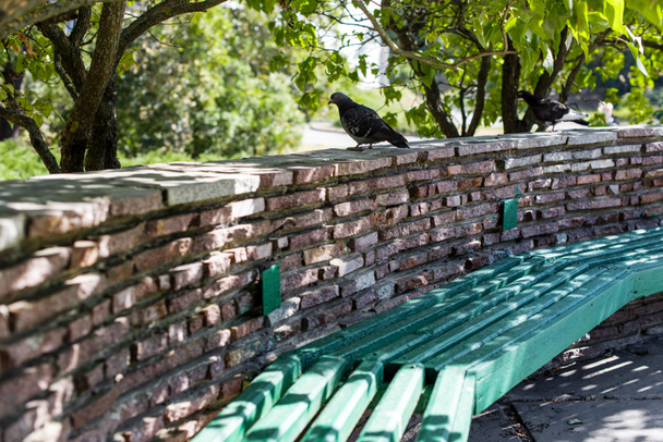 Palomas en muro de piedra por banco en parque
 - Foto, Imagen