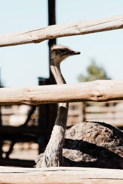 enfoque selectivo de avestruz con cuello largo de pie cerca de la cerca
  - Foto, Imagen