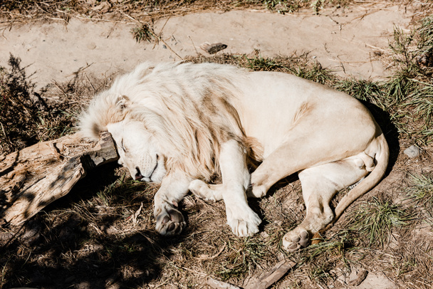 білий лев спить на зеленій траві зовні
  - Фото, зображення