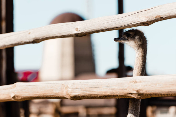 селективный фокус страуса с длинной шеей, стоящей возле деревянного забора
  - Фото, изображение