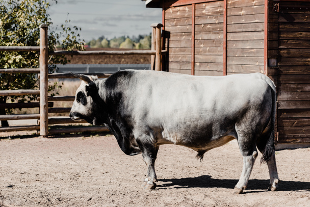 black and white bull standing outside in zoo - Foto, Imagem