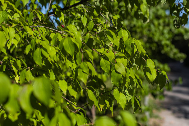 Közelkép a zöld levelek faágak  - Fotó, kép