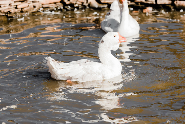 selective focus of white ducks swimming in pond  - 写真・画像