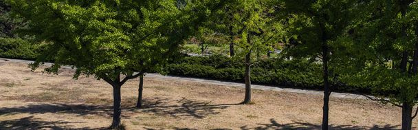 Panoramiczne ujęcie wiecznie zielonych drzew w parku  - Zdjęcie, obraz