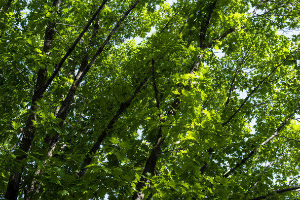 Feuillage vert sur les branches des arbres en été
 - Photo, image