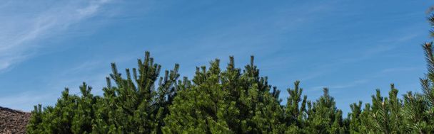 Fir trees with blue sky at background, panoramic shot - Zdjęcie, obraz