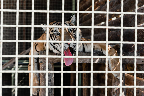 Selektiver Fokus des im Käfig liegenden Tigers  - Foto, Bild