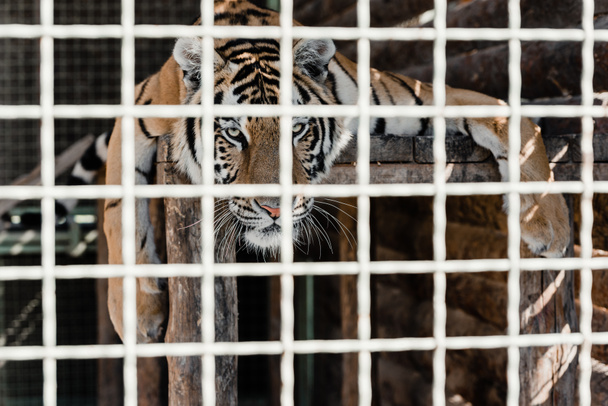 selective focus of dangerous tiger lying in cage  - Фото, изображение