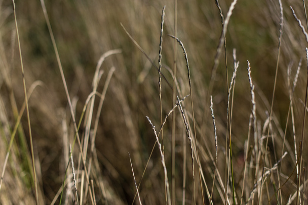Widok z bliska na łodygi pszenicy w polu - Zdjęcie, obraz
