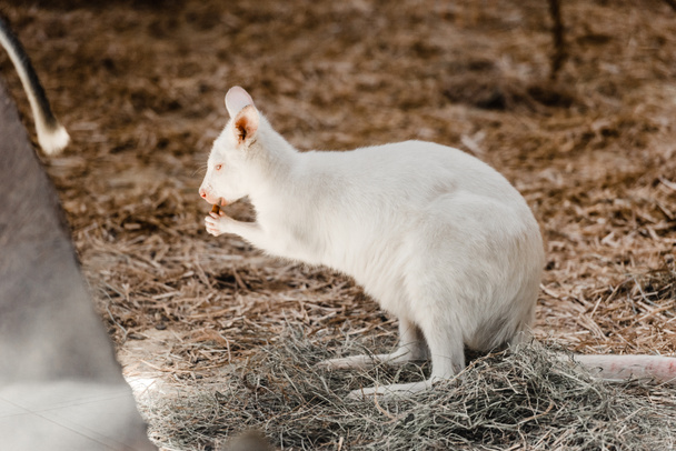 selective focus of cute little kangaroo eating nutritious nut in zoo - Valokuva, kuva