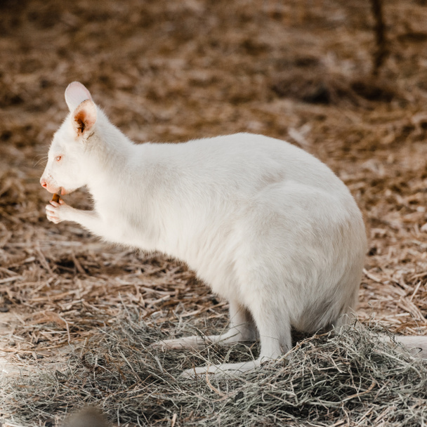 Niedliches kleines Känguru frisst leckere Nuss im Zoo - Foto, Bild