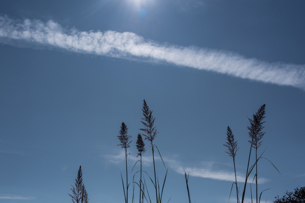 Stängel aus federndem Schilfgras mit blauem Himmel und Wolken im Hintergrund - Foto, Bild
