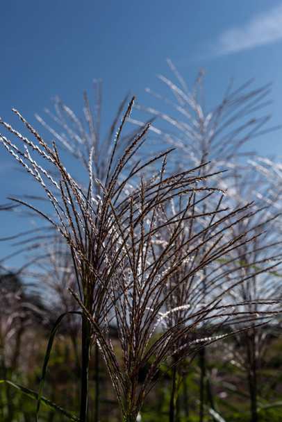Close up view of stems of feather grass with blue sky at background - Zdjęcie, obraz