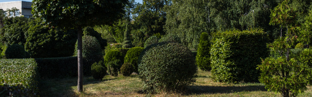 Drzewa i krzewy na zielonej trawie w parku, zdjęcie panoramiczne - Zdjęcie, obraz