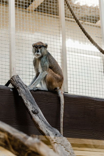 selektivní zaměření roztomilé opice sedí v blízkosti klece  - Fotografie, Obrázek