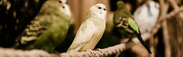 panoramatický záběr papoušků sedících na kovové kleci v zoo - Fotografie, Obrázek