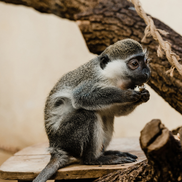 вибірковий фокус милої мавпи, що їсть смачну картоплю
  - Фото, зображення