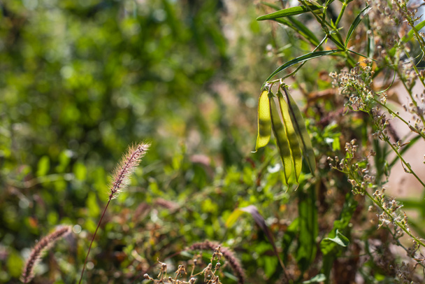 A borsóhéj szelektív fókusza fűvel és virággal - Fotó, kép