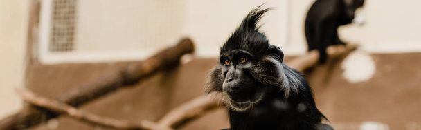 панорамный снимок черной обезьяны в зоопарке
 - Фото, изображение