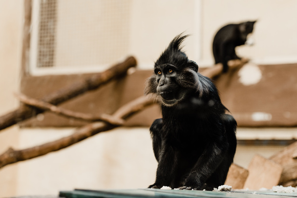 επιλεκτική εστίαση της μαύρης μαϊμούς κάθεται στο ζωολογικό κήπο - Φωτογραφία, εικόνα