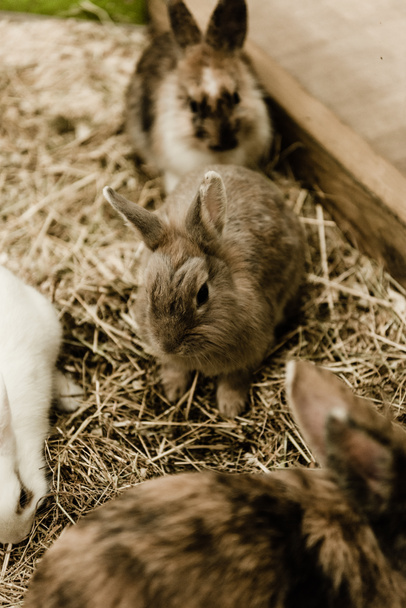 selective focus of cute and small rabbits sitting near hay  - Valokuva, kuva