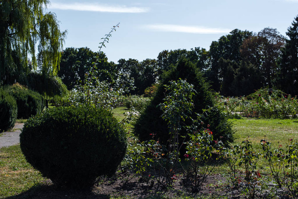 Trimmed green bushes, flowers and trees in park - Foto, afbeelding