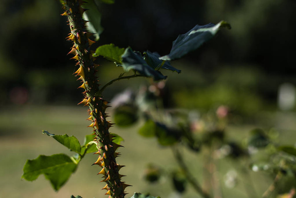 Close up view of rose stem with spikes and leaves - Photo, Image