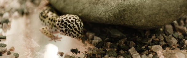 панорамный снимок ящерицы возле скал в террариуме
  - Фото, изображение