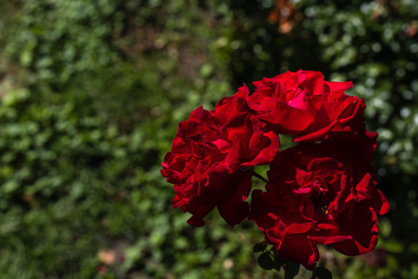 Vista de cerca de flores de rosas rojas con hojas verdes en el fondo
 - Foto, Imagen