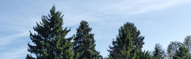 Köknar ağaçları ve mavi gökyüzünün panoramik görüntüsü. - Fotoğraf, Görsel