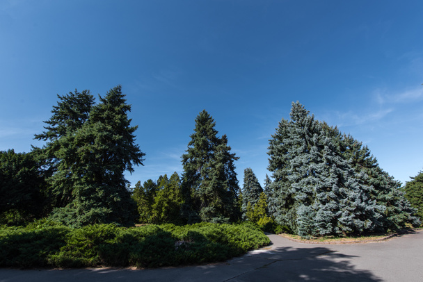 Fir trees and green bushes on walkway with blue sky at background - Photo, Image