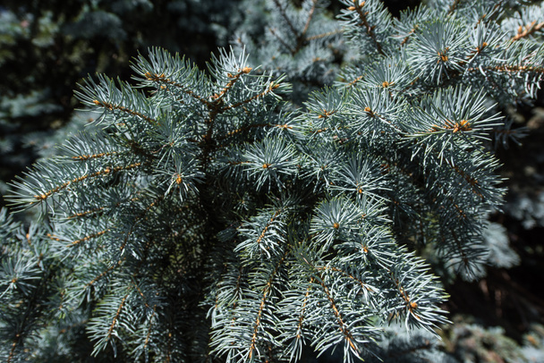 Close up view of branches of pine tree - Фото, изображение