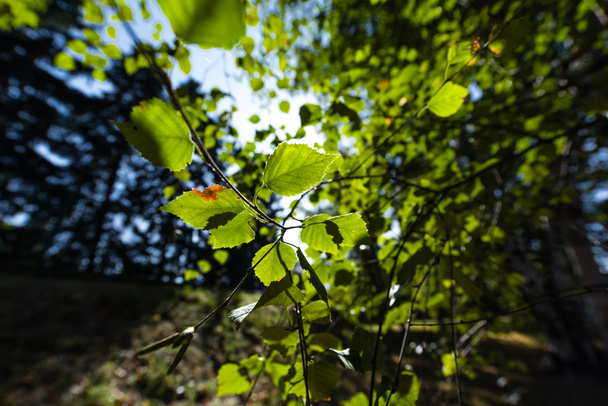 Vista da vicino delle foglie verdi sui rami degli alberi
 - Foto, immagini