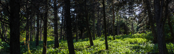 Arbres et herbe verte avec lumière du soleil en forêt, vue panoramique
 - Photo, image