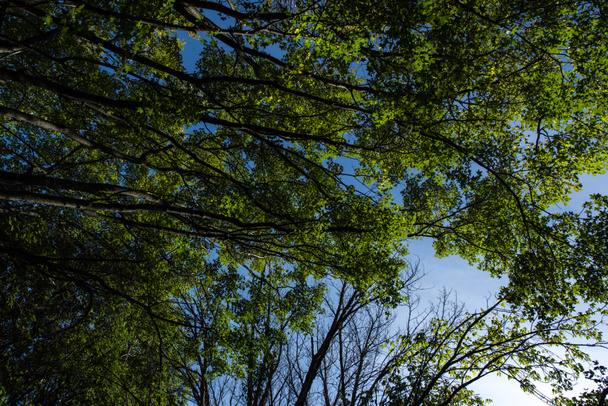 Bottom view of trees with green foliage and blue sky at background - Foto, imagen
