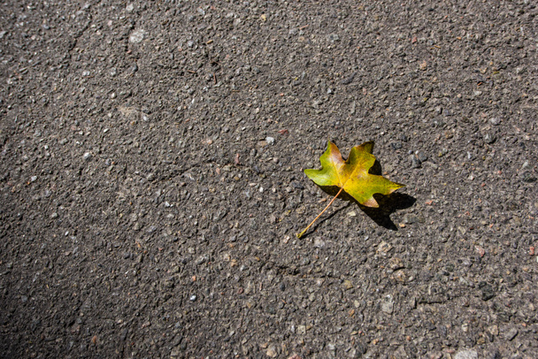 Vista superior de la hoja de otoño amarillo sobre asfalto
 - Foto, Imagen