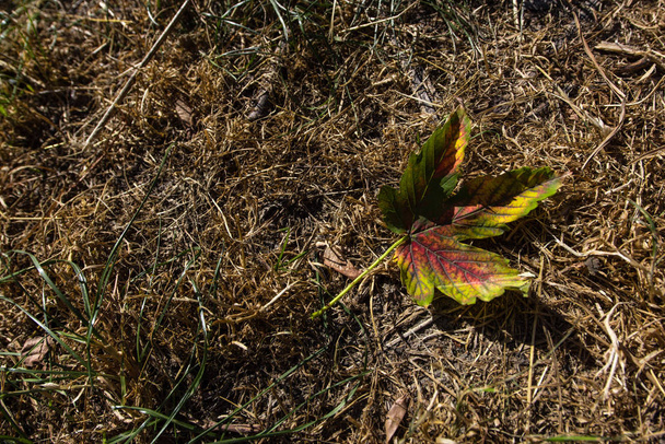 Top view of autumn leaf on dry grass - Photo, Image