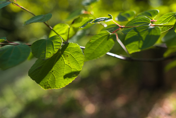 Nahaufnahme von grünen Blättern auf Ästen mit Sonnenlicht - Foto, Bild