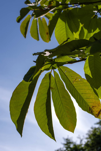 Вид знизу на зелене листя з блакитним небом на фоні
 - Фото, зображення