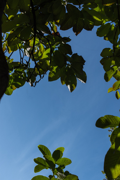 Bottom view of green foliage on tree with blue sky at background - Φωτογραφία, εικόνα