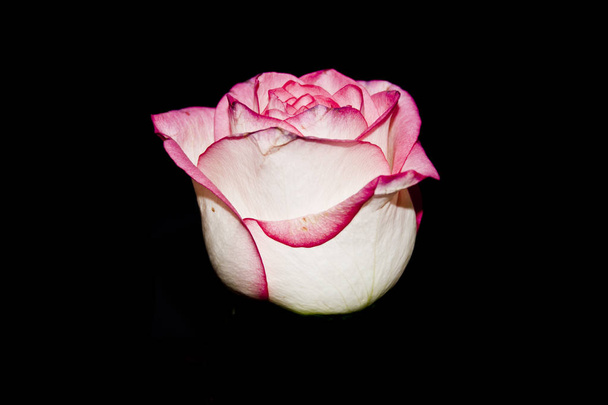 rose isolated on black background - Foto, Imagen