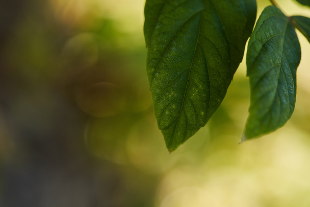 close up view of green and bright leaves outside  - Foto, Bild