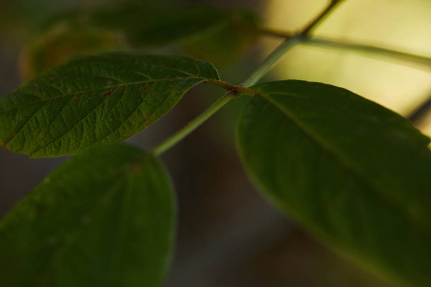 close up view of green and bright leaves outside  - Valokuva, kuva