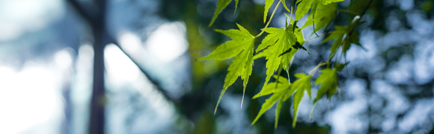 Widok z bliska na zielone liście klonu, zdjęcie panoramiczne - Zdjęcie, obraz