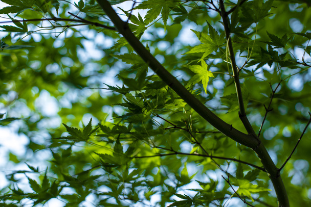 Close up view of green maple foliage with blue sky at background - Foto, immagini
