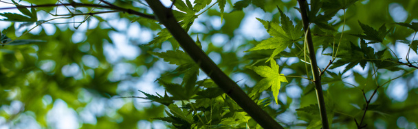 Close up view of green maple foliage with blue sky at background, panoramic shot - Photo, image