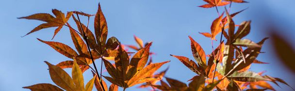 Autumn leaves on maple tree with blue sky at background, panoramic shot - Photo, Image