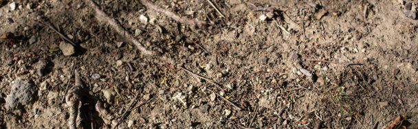 Bovenaanzicht van de grond met boomwortels, panoramische opname - Foto, afbeelding