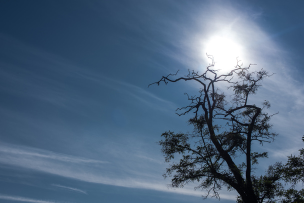 Árvore com galhos secos e céu azul com sol no fundo
 - Foto, Imagem